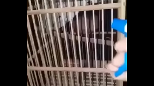 El pito de pato bailando por un culo